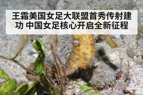 王霜美国女足大联盟首秀传射建功 中国女足核心开启全新征程